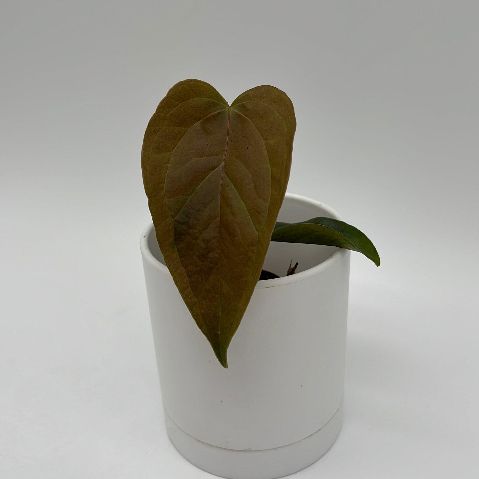Anthurium Queen of Hearts | Heart-Shaped Leaf Plant