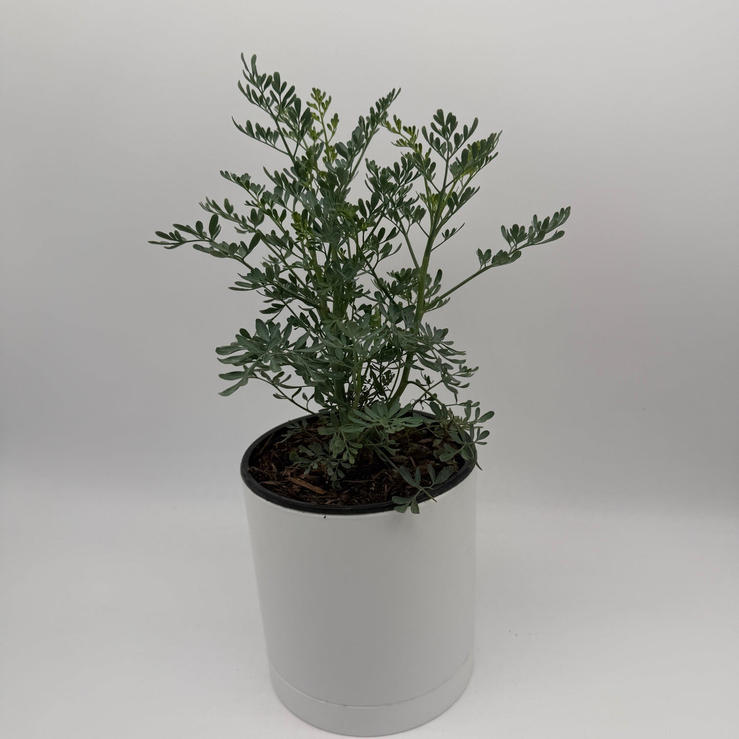 Rue Herb Plant | Ruda Blue-Green Foliage