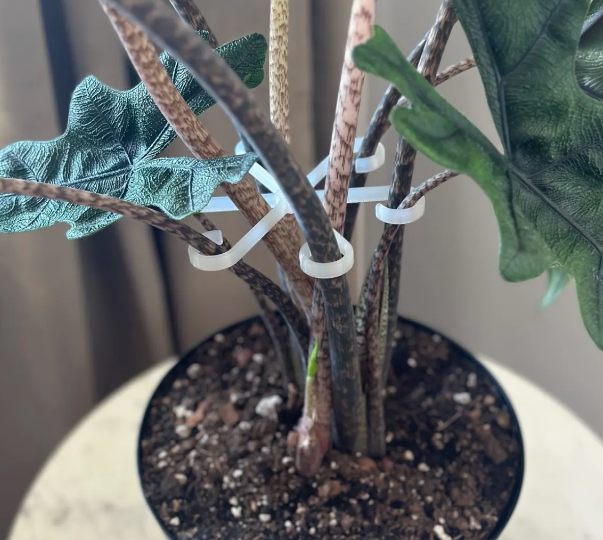 3D Printed Plant Stem Support Clips | Multiple Sizes