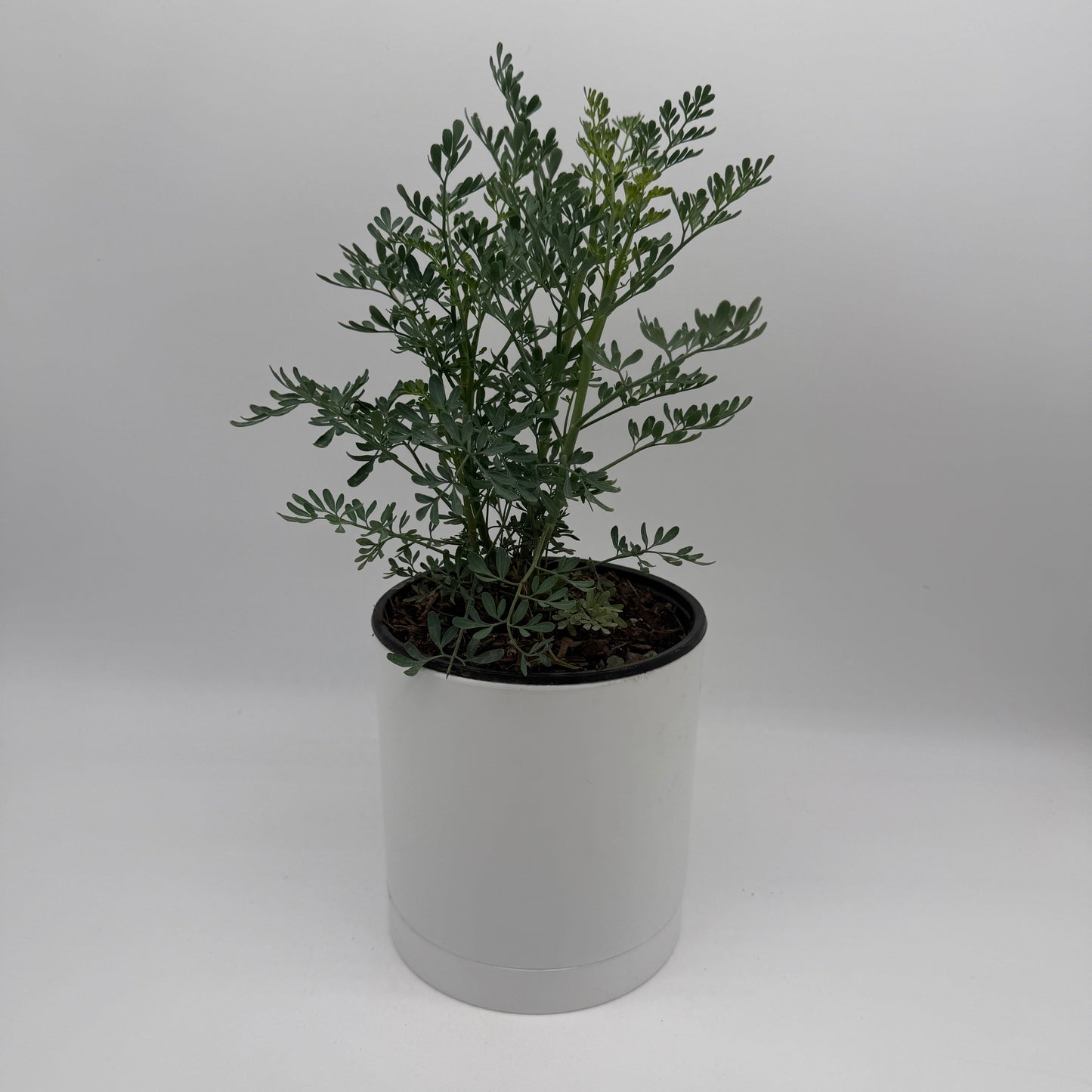 Rue Herb Plant | Ruda Blue-Green Foliage