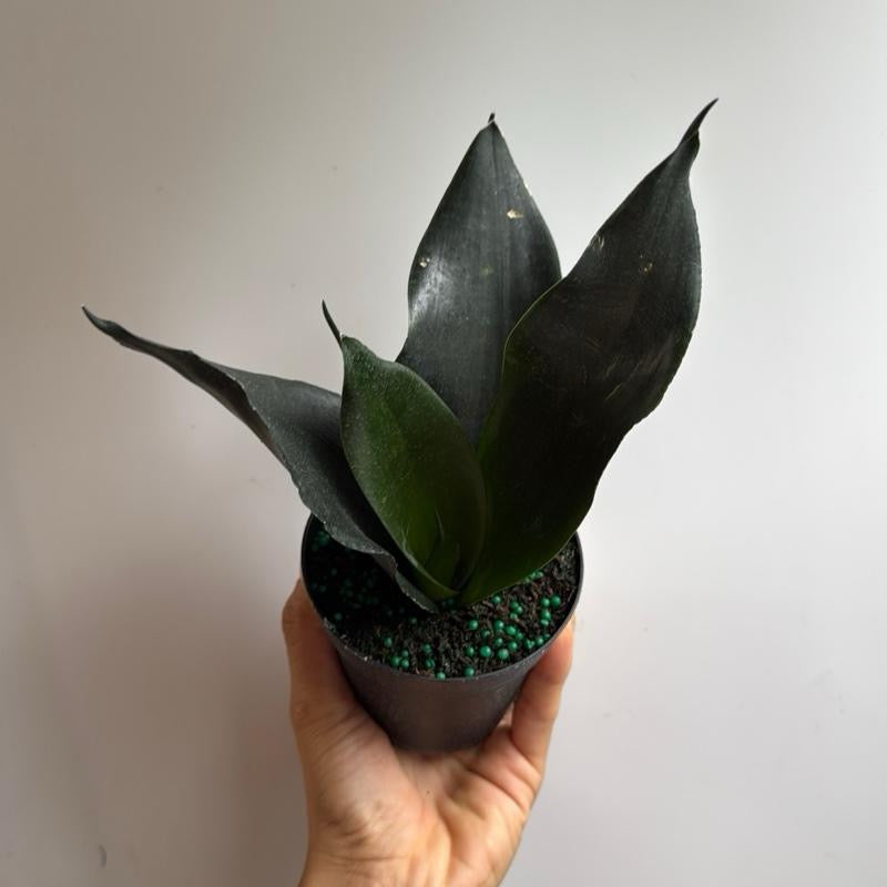 Sansevieria Black Dragon | Dark Green Snake Plant