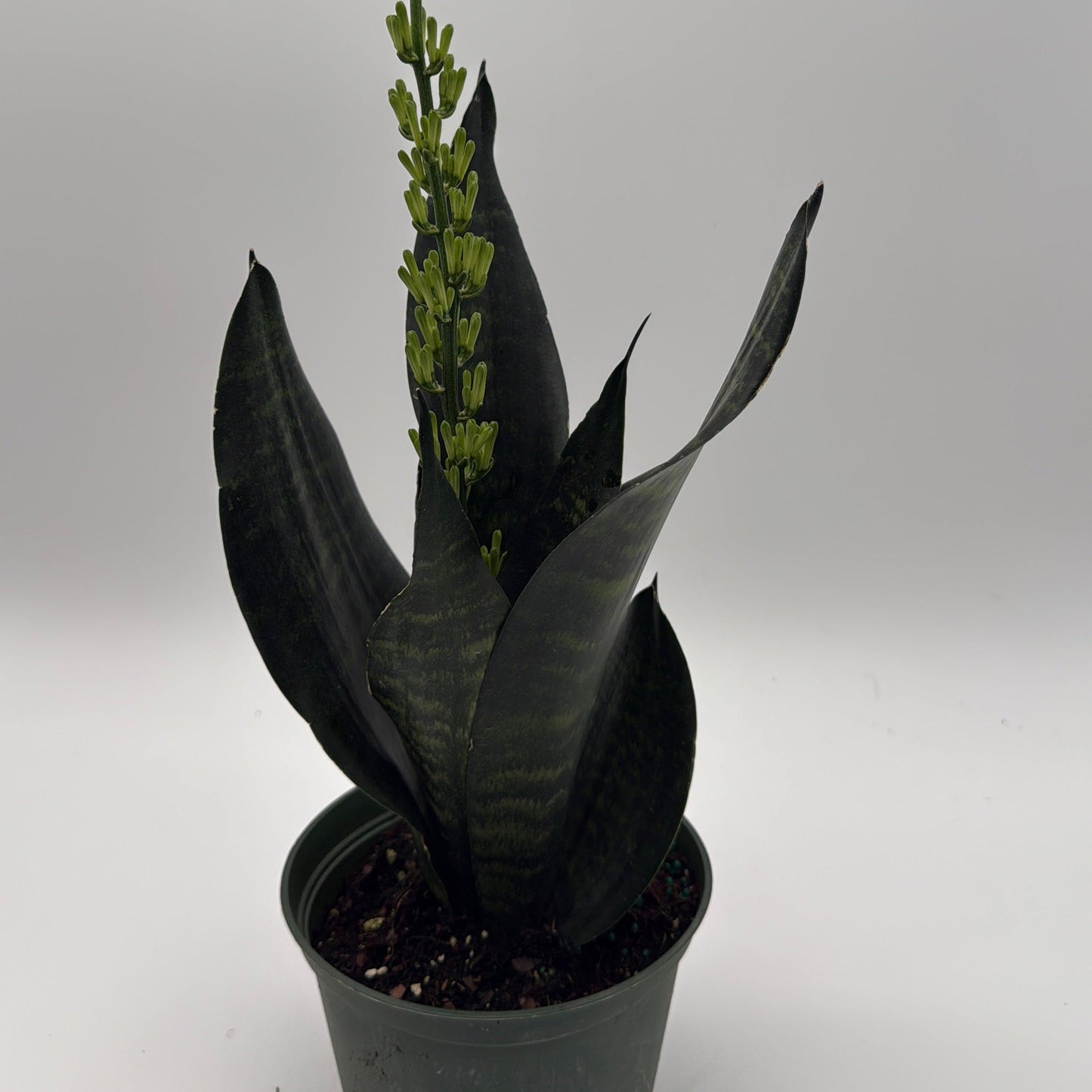 Sansevieria Robusta | Compact Snake Plant