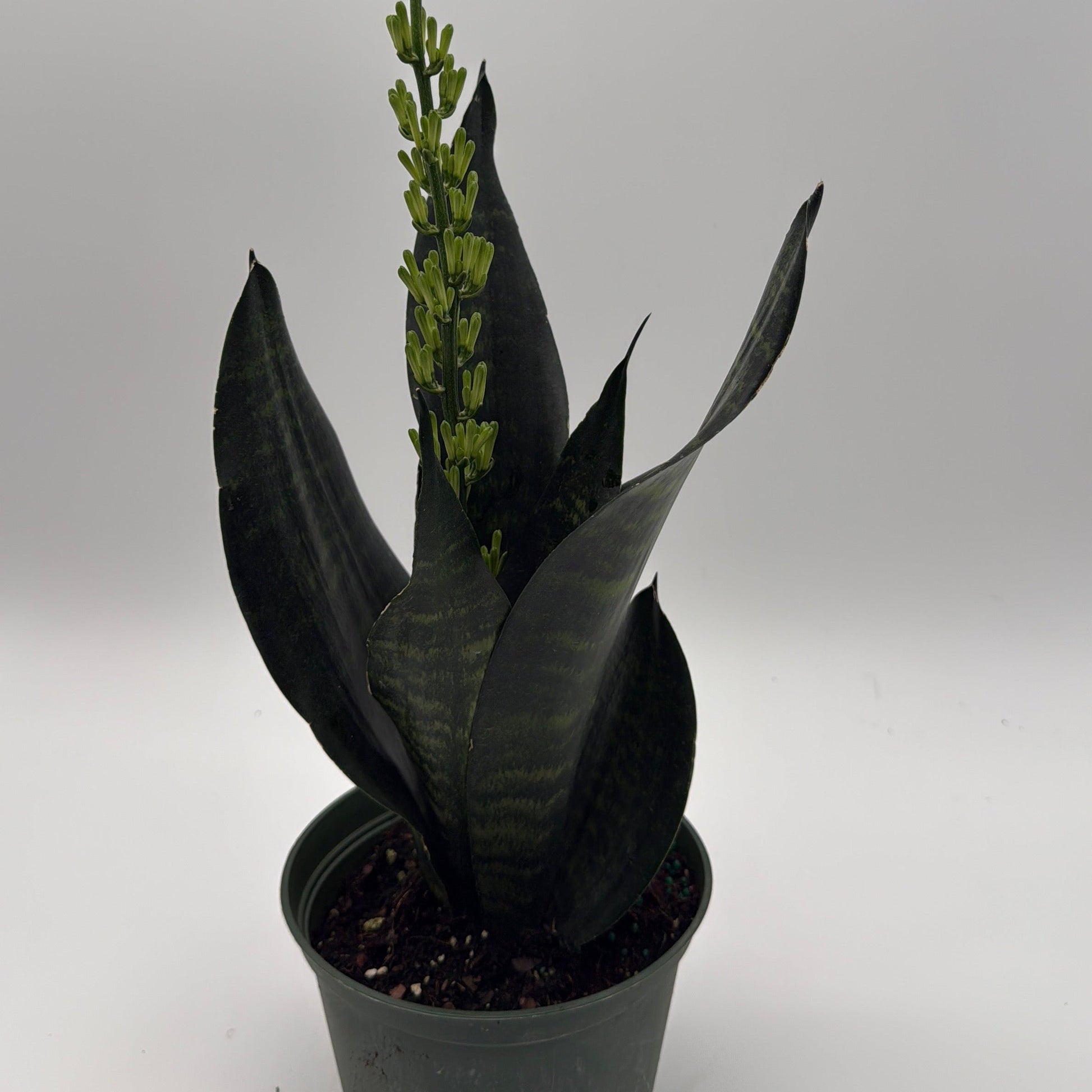 Sansevieria Robusta | Compact Snake Plant