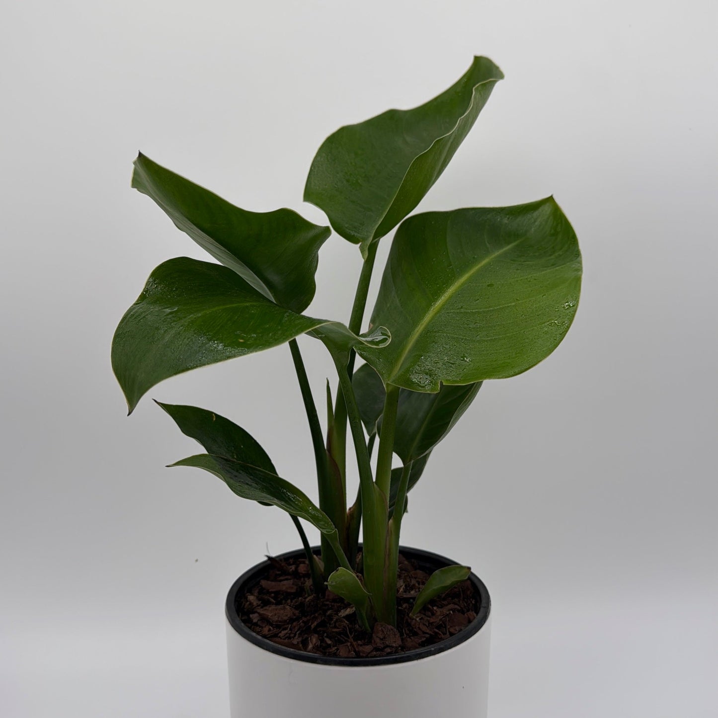Bird of Paradise | Strelitzia Tropical Plant