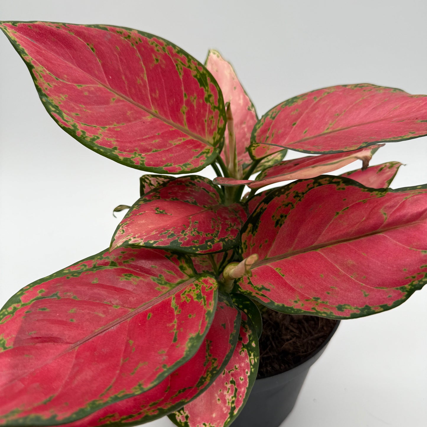 Aglaonema Red Zircone | Red and Green Leaf Plant