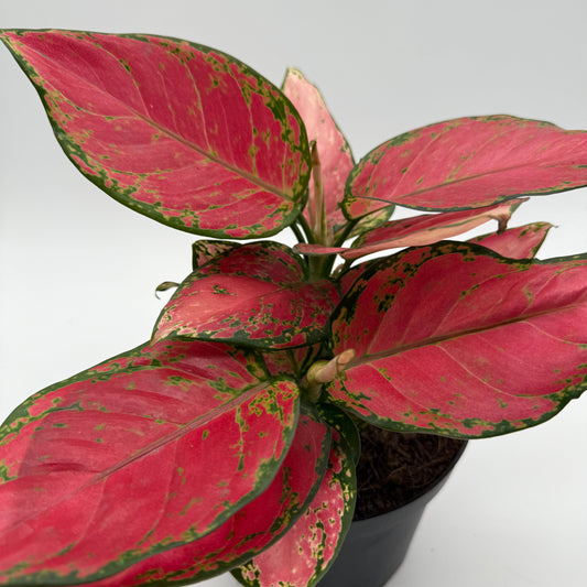 Aglaonema Red Zircone | Red and Green Leaf Plant