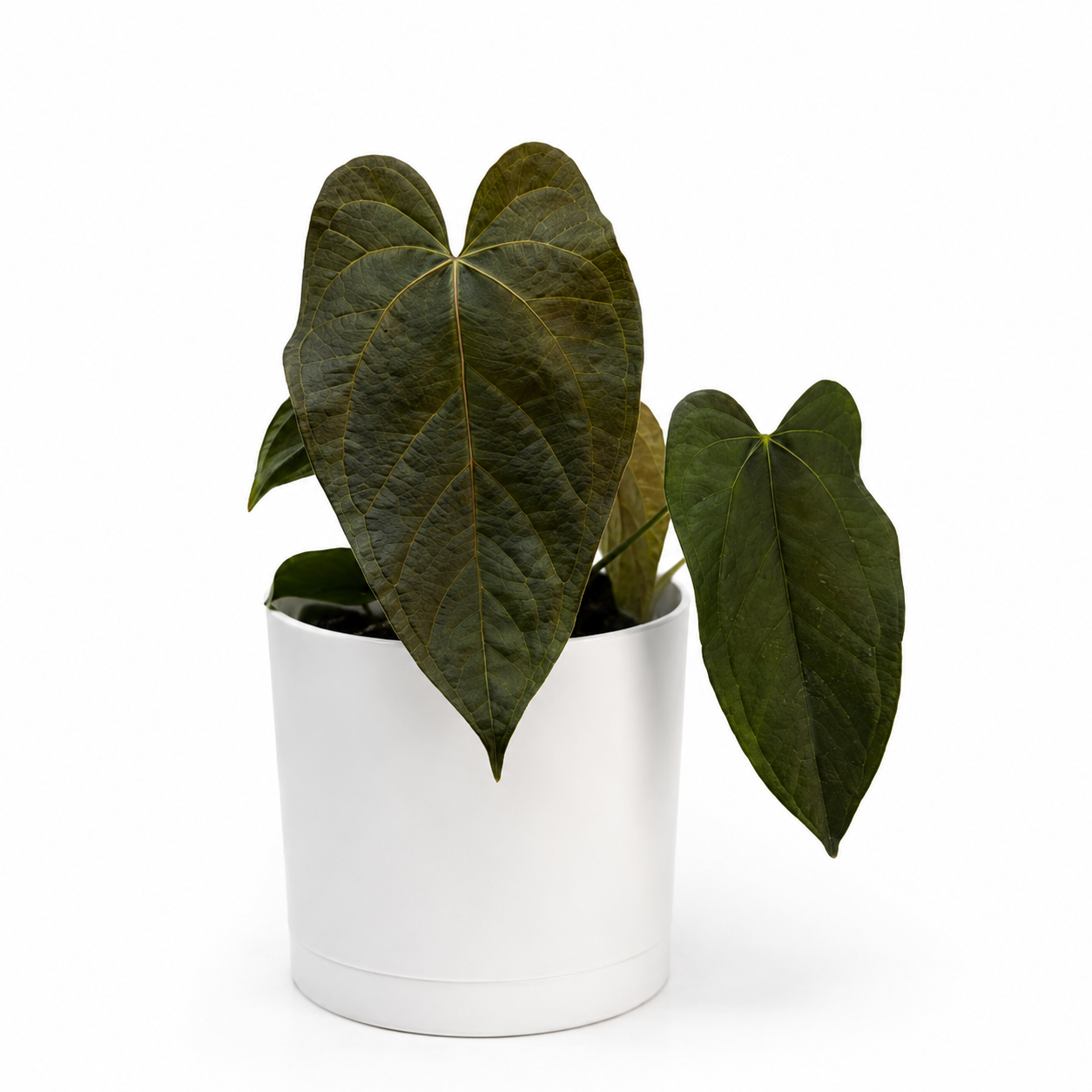 Anthurium Queen of Hearts | Heart-Shaped Leaf Plant