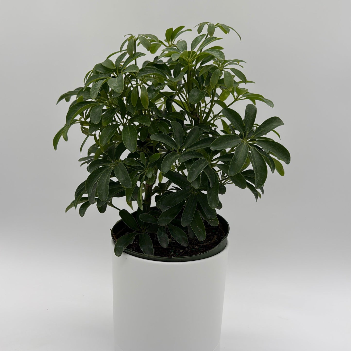 Umbrella Tree | Schefflera Indoor Houseplant