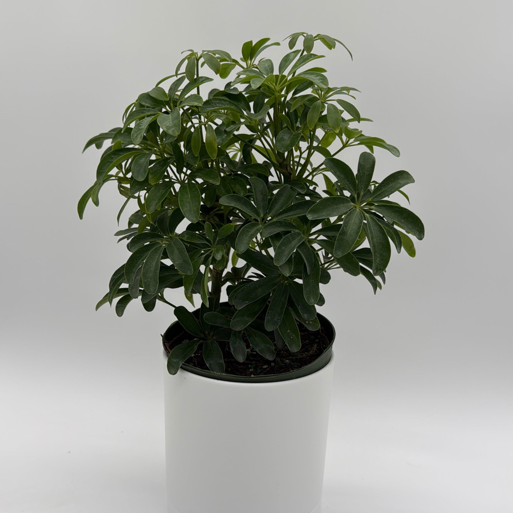 Umbrella Tree | Schefflera Indoor Houseplant