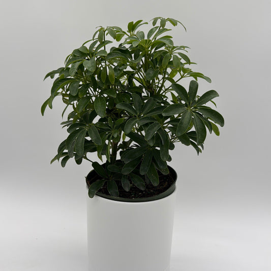 Umbrella Tree | Schefflera Indoor Houseplant