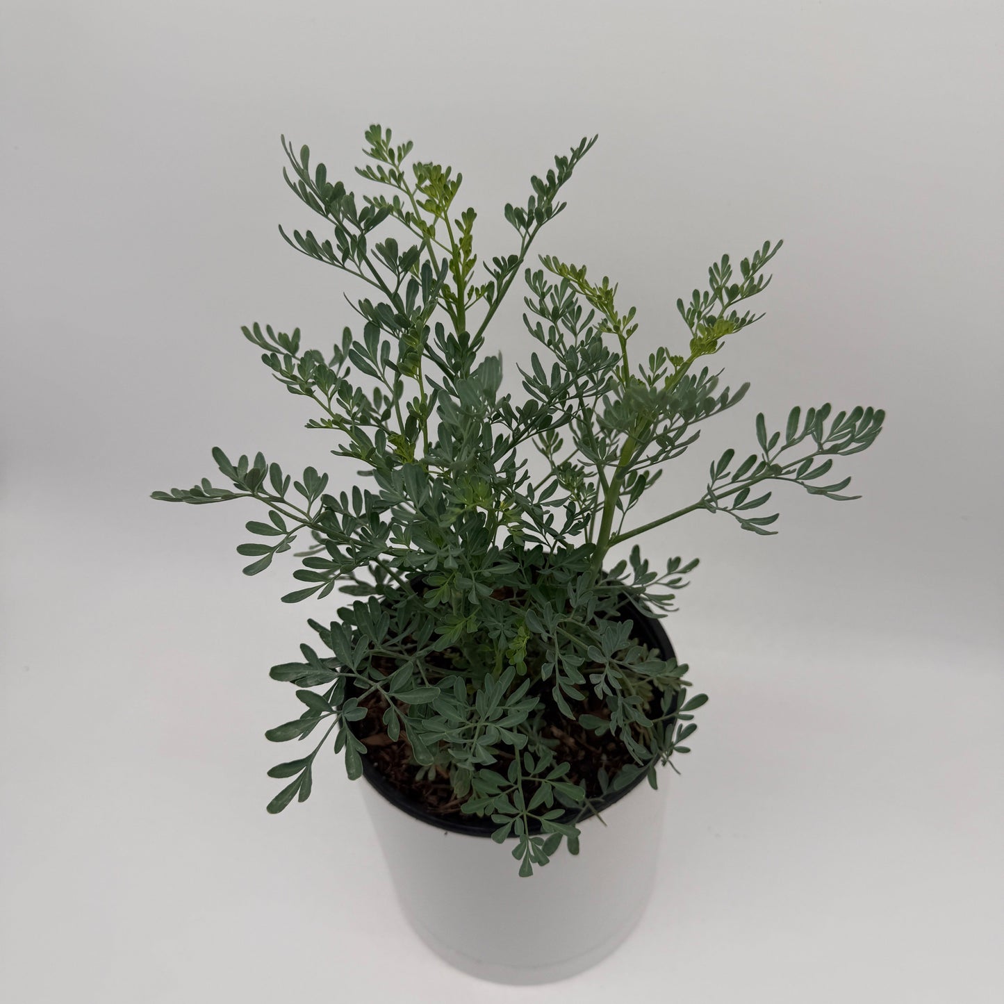 Rue Herb Plant | Ruda Blue-Green Foliage