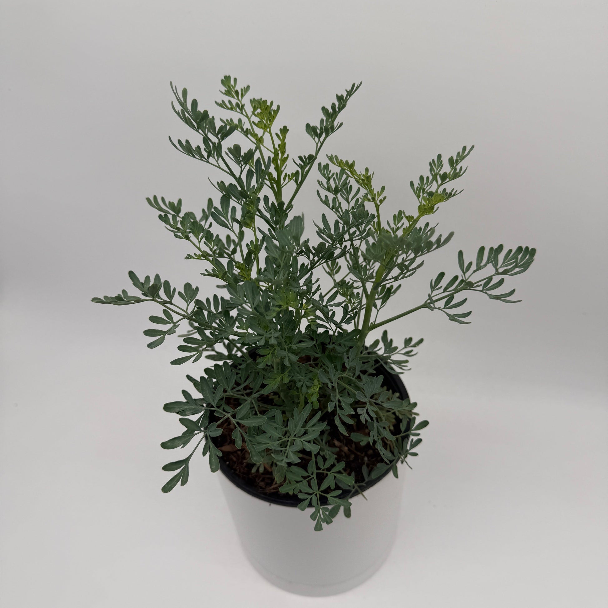 Rue Herb Plant | Ruda Blue-Green Foliage