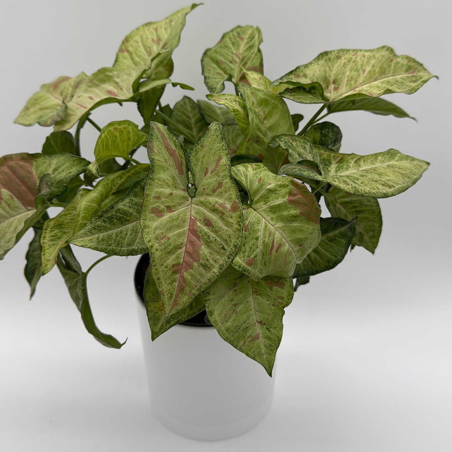 Syngonium Pink Confetti | Blush Pink Tropical Plant