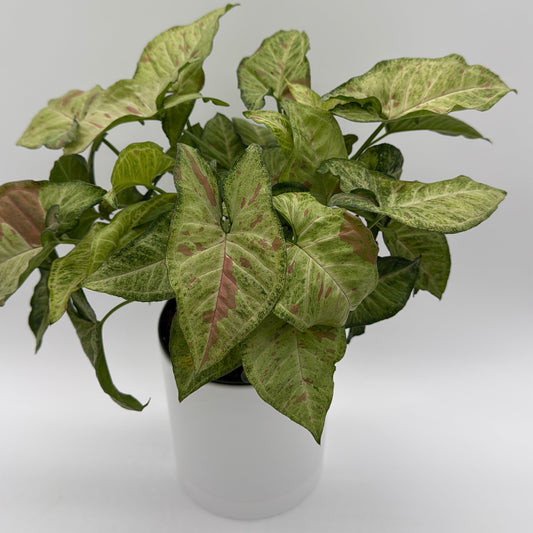 Syngonium Pink Confetti | Blush Pink Tropical Plant