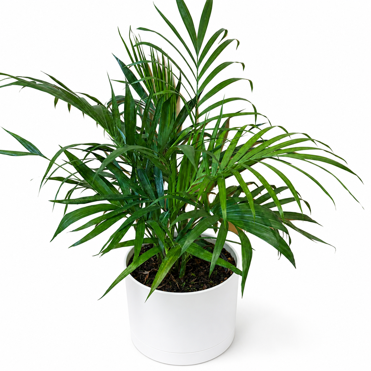 Cat Palm | Tropical Indoor Palm Plant