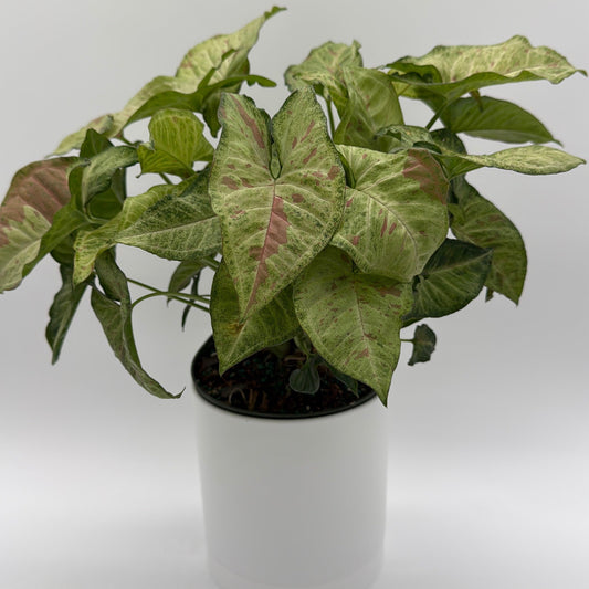 Syngonium Pink Confetti | Blush Pink Tropical Plant