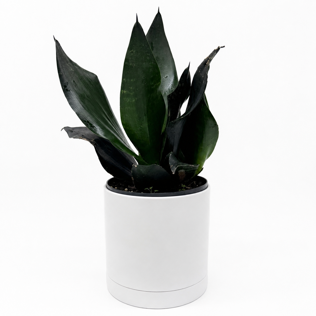 Sansevieria Black Dragon | Dark Green Snake Plant