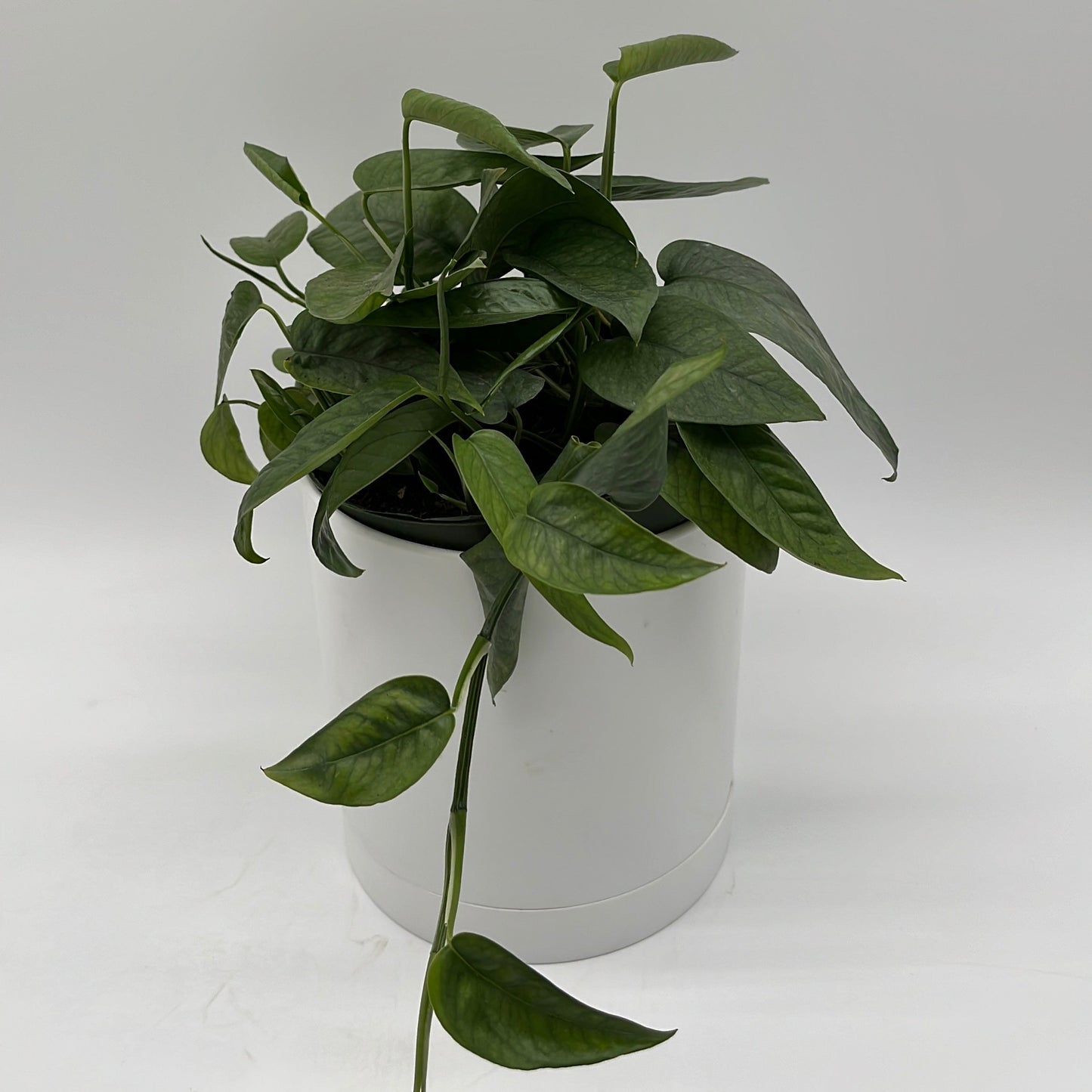 Pothos Cebu Blue | Silvery-Blue Trailing Vine