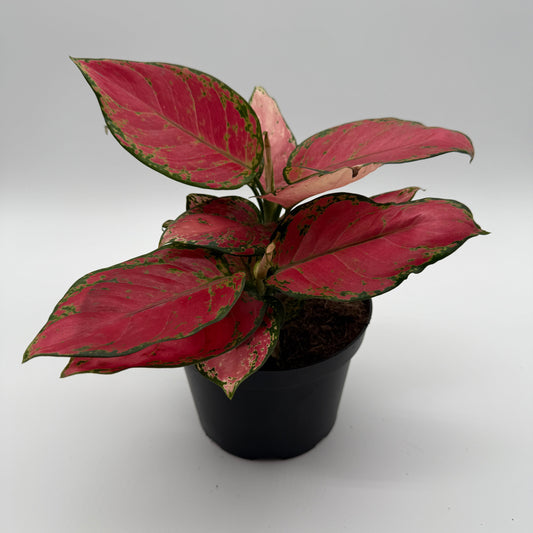 Aglaonema Red Zircone | Red and Green Leaf Plant