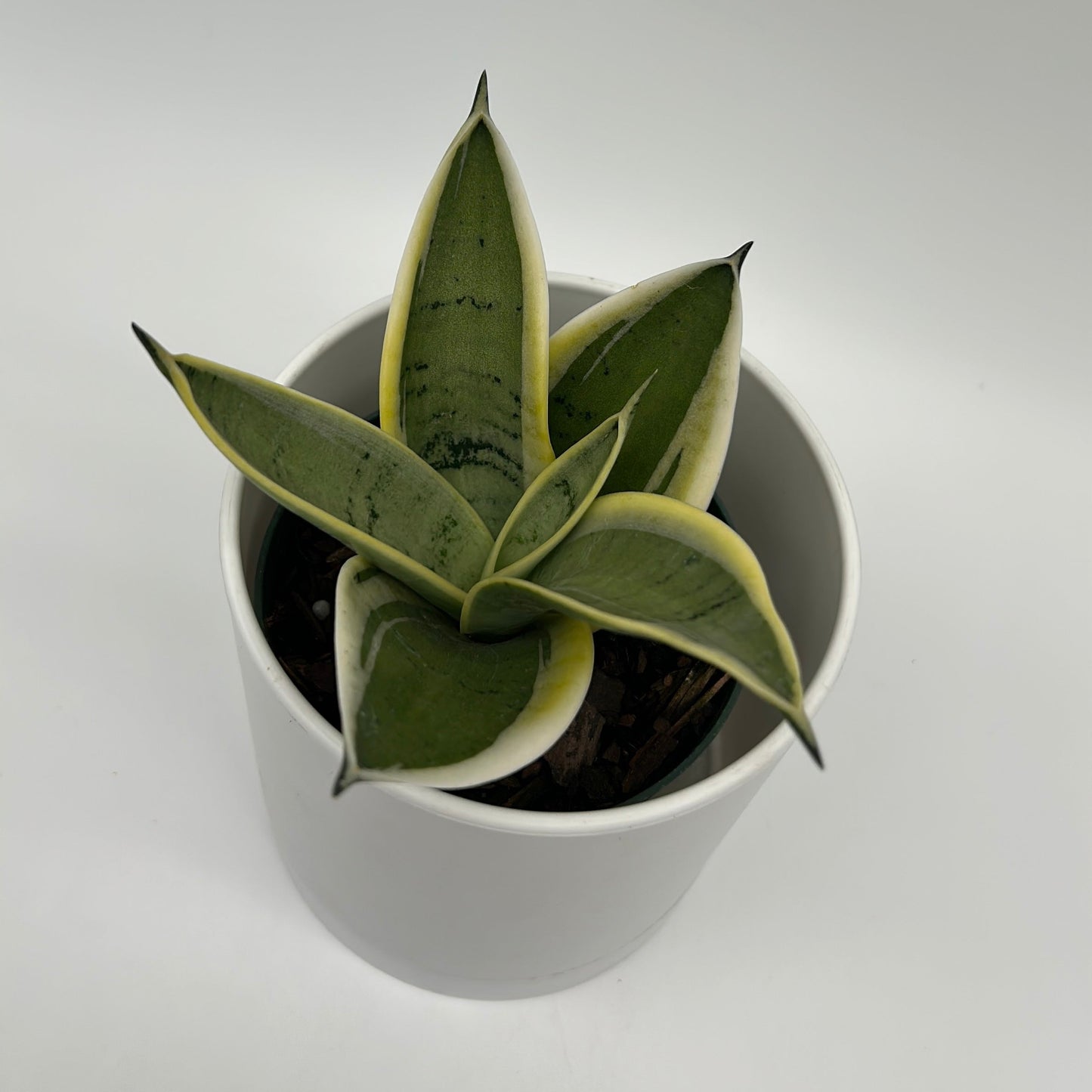 Sansevieria Ghost Blade | Silvery-Green Snake Plant