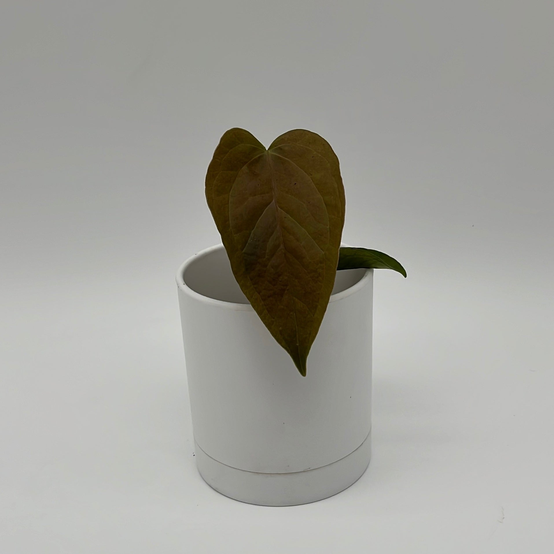 Anthurium Queen of Hearts | Heart-Shaped Leaf Plant
