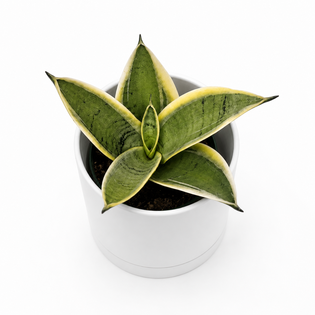 Sansevieria Ghost Blade | Silvery-Green Snake Plant