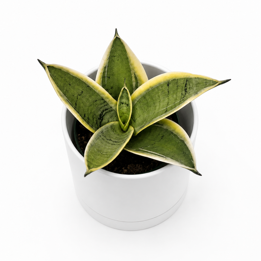 Sansevieria Ghost Blade | Silvery-Green Snake Plant
