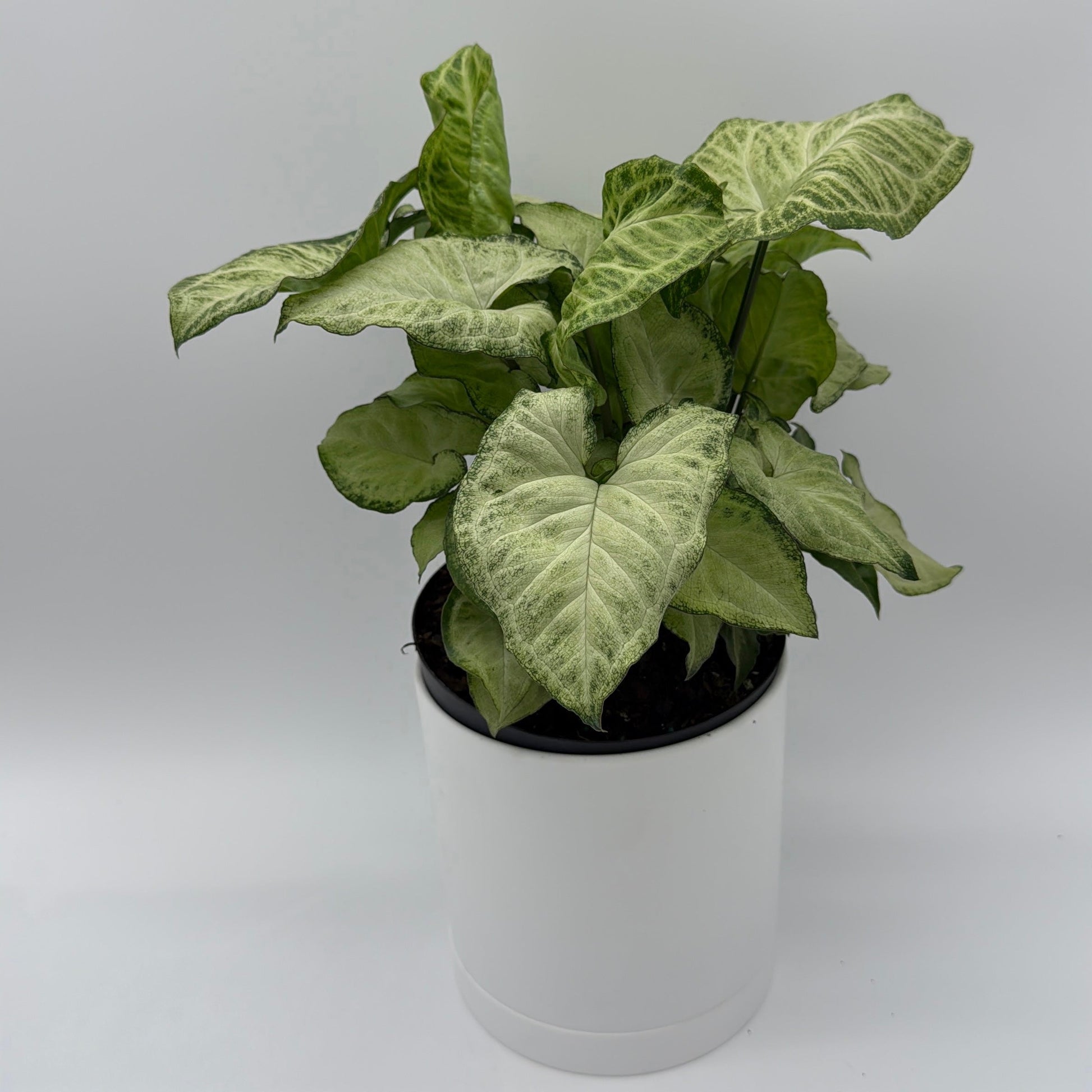 Syngonium White Butterfly | Variegated Arrowhead Plant
