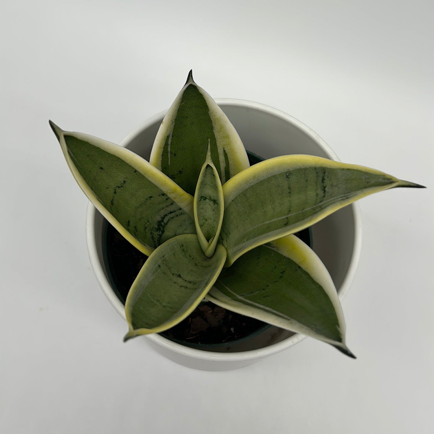 Sansevieria Ghost Blade | Silvery-Green Snake Plant