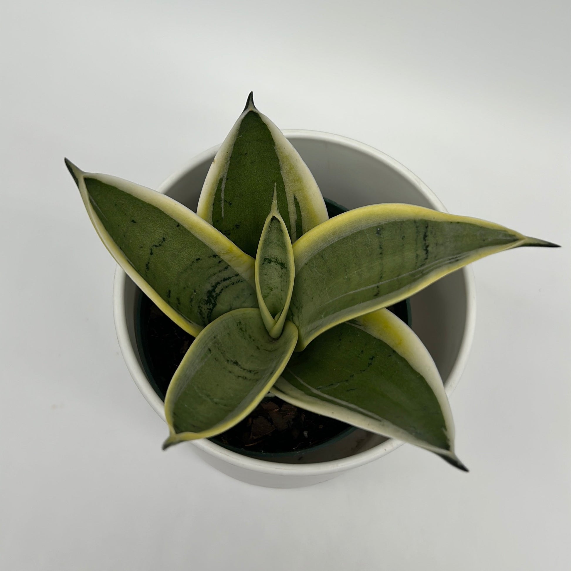 Sansevieria Ghost Blade | Silvery-Green Snake Plant