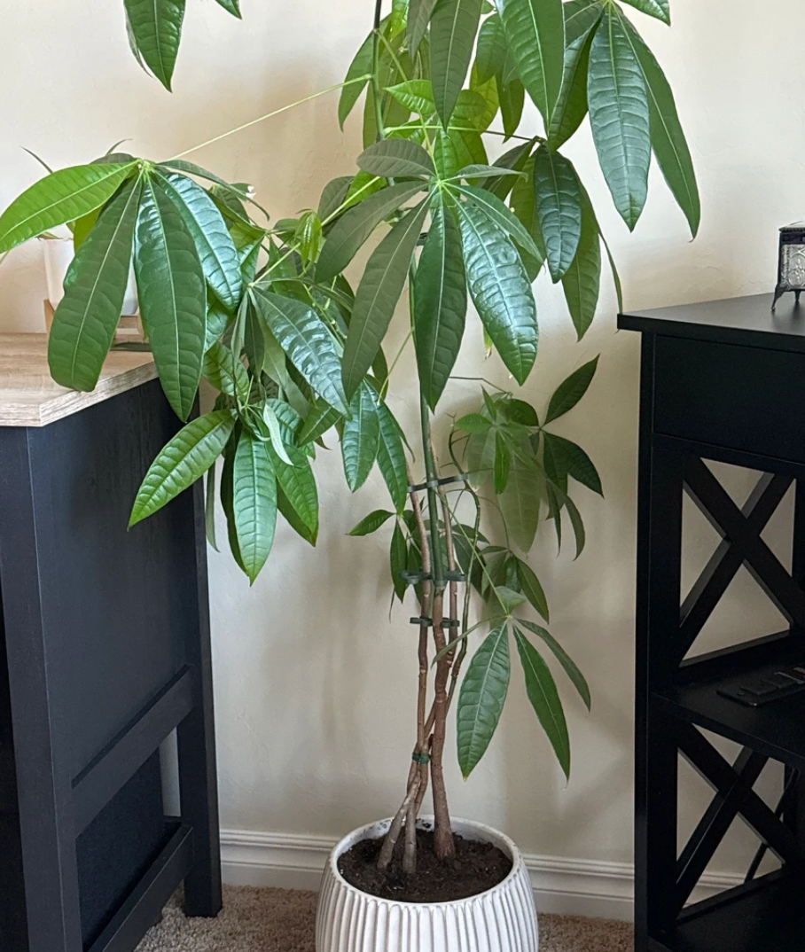3D Printed Plant Stem Support Clips | Multiple Sizes