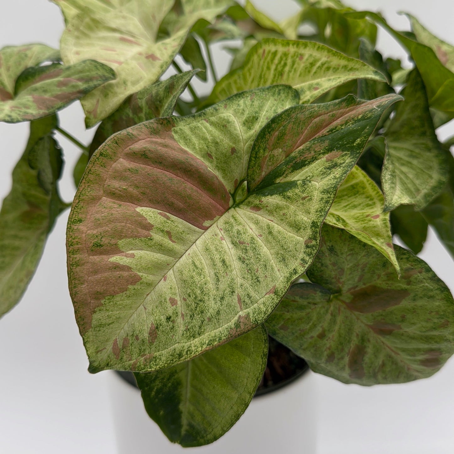 Syngonium Pink Confetti | Blush Pink Tropical Plant