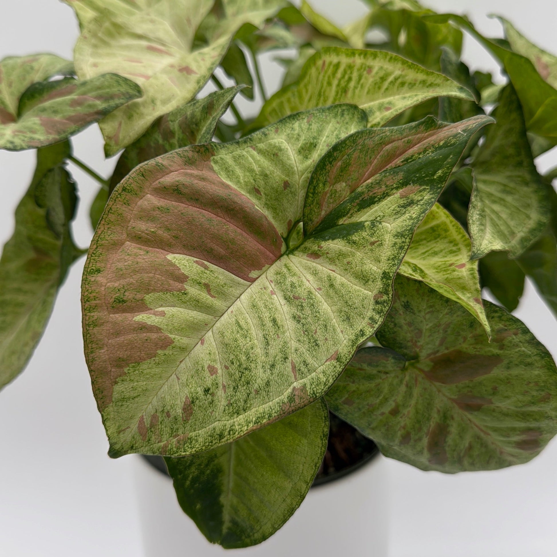 Syngonium Pink Confetti | Blush Pink Tropical Plant