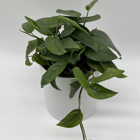 Pothos Cebu Blue | Silvery-Blue Trailing Vine